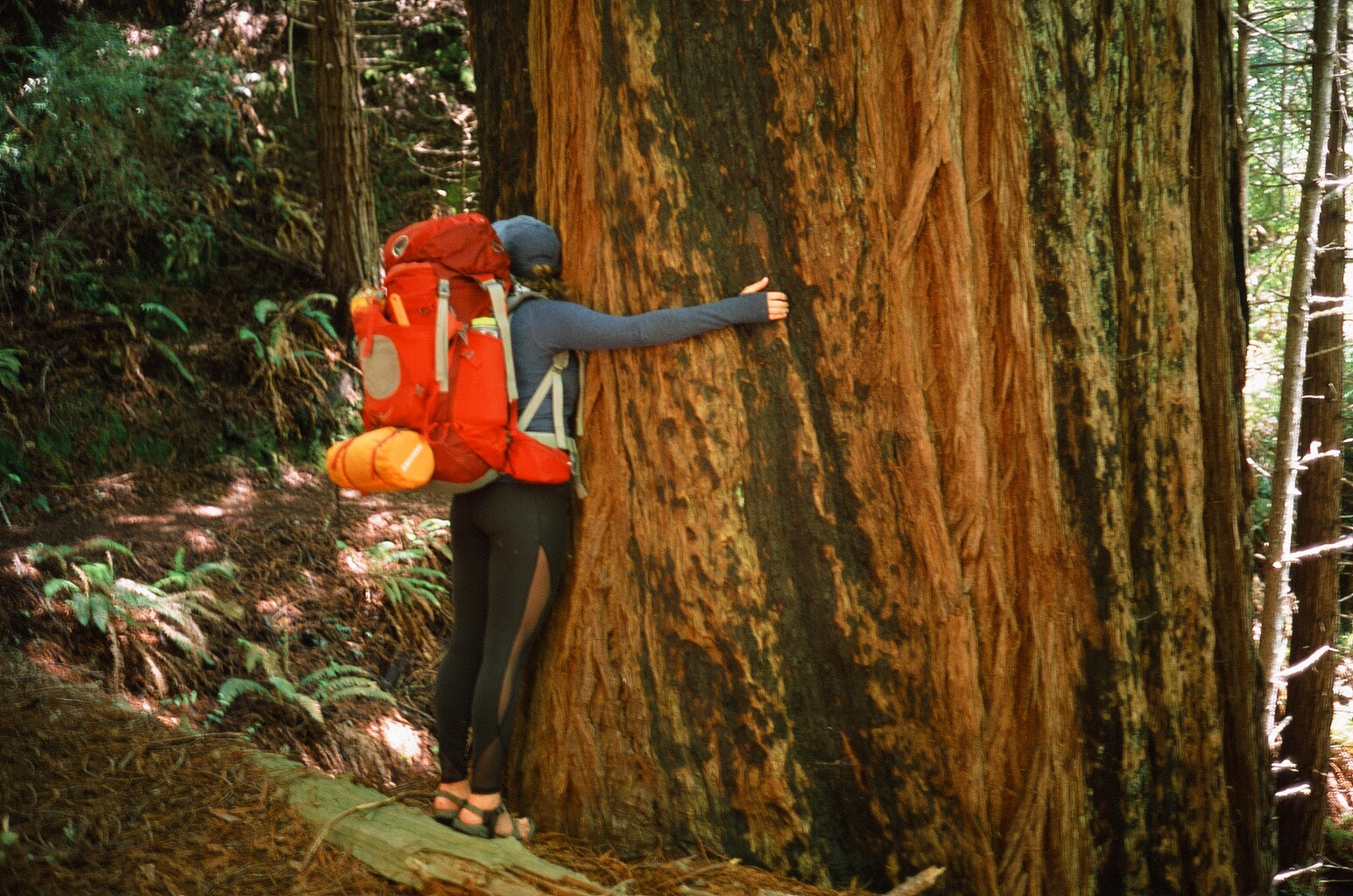 A backpacker with a large, multiday backpack hugs a giant sequoia tree in Northern California
